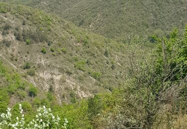 Trail Walking Cornus - le Mas Raynal plateau Guillaumard - Photo