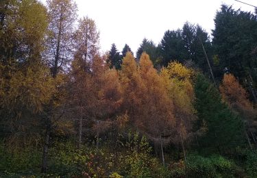 Trail Walking Sentheim - Montori - Photo