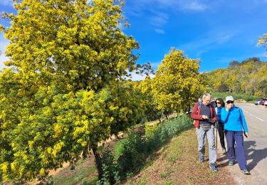 Trail Walking Mandelieu-la-Napoule - taneron - Photo