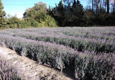 Percorso Marcia Le Thor - autour de Thouzon  - Photo