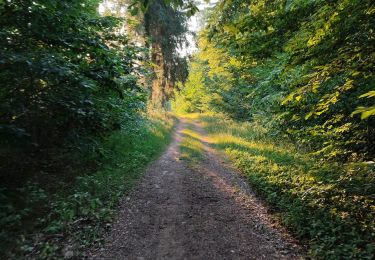 Percorso Marcia Étalle - Chantemelle la tranchée des portes - Photo