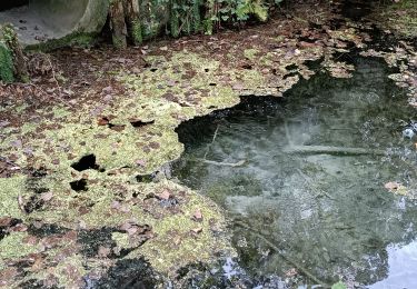 Excursión Senderismo Belœil - Stambruges 2023-20km - Photo