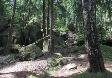 Excursión A pie Olbersdorf - LG-Gelber Strich - Photo