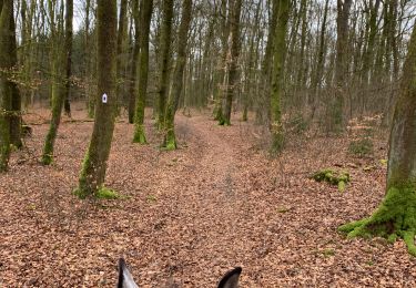 Trail Horseback riding Bastogne - Livarchamps - Photo