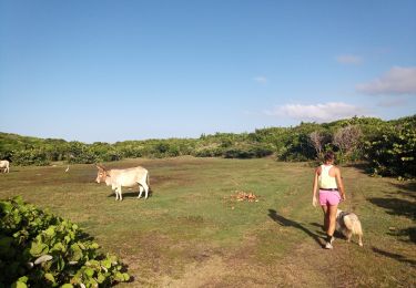 Trail Walking Anse-Bertrand - Trou du Souffleur - Trou de Madame Coco - Photo