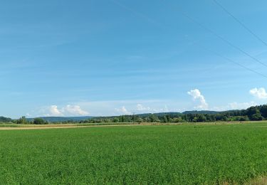 Tocht Stappen Saint-Vit - saint vit - velesmes-essarts /  autour du bois des saussottes - Photo
