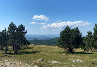 Excursión Senderismo Val-d'Aigoual - Petit tout au Mont Aigoual - Photo