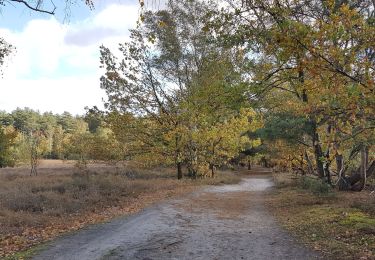 Trail Walking Zonhoven - Zonhoven (De Teut) - Photo