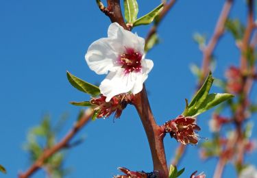 Tocht Te voet Bruçó - Trilho da Castanha - Photo