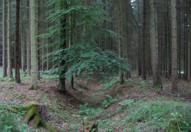 Trail On foot Hann. Münden - Blume - B2 - Photo