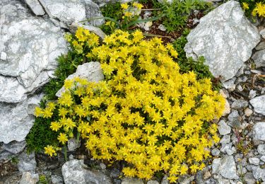 Tour Zu Fuß Bad Gastein - Kulturwanderweg Römerstraßen (Mallnitzer Tauern) - Photo