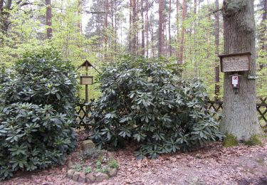 Randonnée A pied Dahlen - Rundweg Schmannewitz-Jägereiche-Schmannewitz - Photo