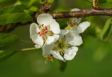 Tocht Te voet Abstatt - SB4 Parklandschaften mal anders – vom Rälling-Hort in den Naturpark - Photo