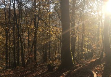 Excursión Senderismo Libin - Glaireuse - La Voie du Cerf (LI18) - Photo