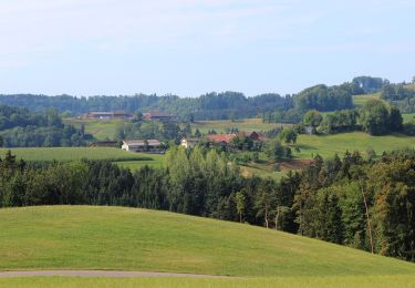 Trail On foot Bichelsee-Balterswil - Niederwies - Sitzberg - Photo