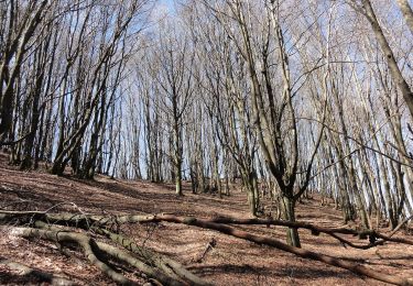 Excursión A pie Marradi - Sorgenti di Firenze Trekking - Anello 20: Sui monti di Dino Campana - Photo