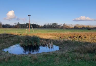 Tour Zu Fuß Diest - Webbekoms Broek Oranje bol - Photo