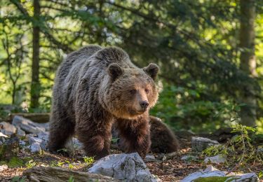 Excursión A pie  - Prezid - Čabar - Tršće - Photo