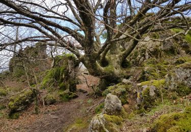 Randonnée Marche nordique Lauroux - Labeil Forêt de l'Escandorgue Juin 2021 - Photo