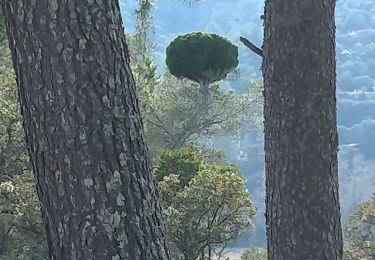 Tour Wandern Hyères - les. Bertrands - Photo