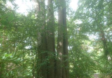 Tocht Stappen Fontainebleau - bois le roi 9 août 2022  - Photo