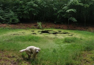 Randonnée Marche Crécy-en-Ponthieu - forêt de Crecy  - Photo