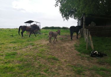 Trail Horseback riding Herbignac - Arbour et environ - Photo