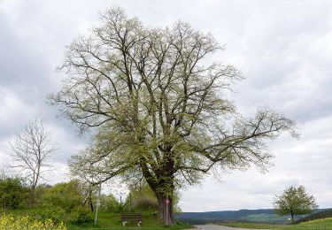 Randonnée A pied Rudolstadt - Rundwanderweg 5 - Photo