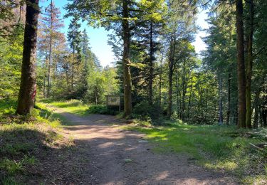 Trail Walking Plancher-les-Mines - 130722 - La planche des belles - au pieds du Ballons d’Alsaces - Photo