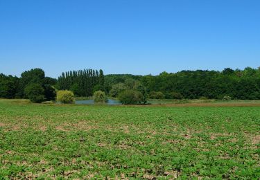 Percorso Marcia Saint-Branchs - Saint-Branchs - circuits 4 5 avec variantes - 18.4km 120m 4h00 - 2020 05 31 - Photo