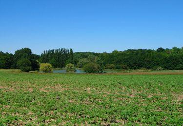 Trail Walking Saint-Branchs - Saint-Branchs - circuits 4 5 avec variantes - 18.4km 120m 4h00 - 2020 05 31 - Photo