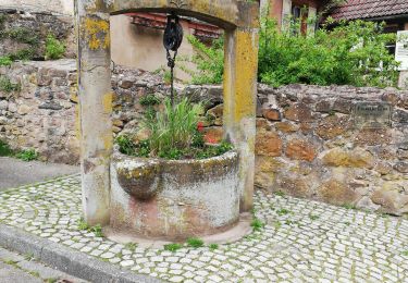 Trail Walking Andlau - andlau - Photo