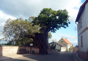 Randonnée A pied Dannenfels - Dannenfels 1: Weg Ludwigsturm - Photo