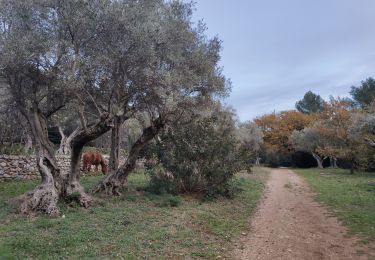 Trail Walking Le Revest-les-Eaux - Les hauteurs de La ripelle - Le revest Les eaux - Photo