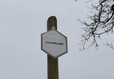 Trail Walking Havelange - Croix Maillard Nettine 090221 - Photo
