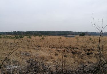 Randonnée Marche Calmpthout - Kalmthout heide - Photo