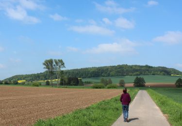 Tour Zu Fuß Hann. Münden - Panoramaweg - Bramwald - Photo