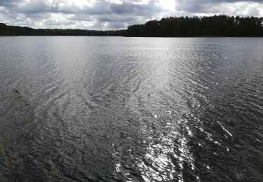 Excursión A pie  - Leśna Ścieżka Edukacji Ekologicznej - Photo