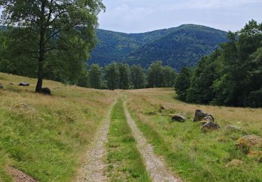 Trail Walking Metzeral - lac de schiessrothried par vallée de la wormsa  - Photo