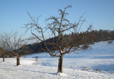 Randonnée A pied Inconnu - Rundwanderweg Drei Eichen 7: Stephanshütten-Weg - Photo