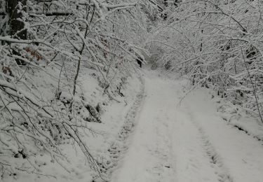 Tour Wandern Winseler - Sonles - Photo