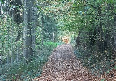 Randonnée Marche Newel - RÖMERPFAD - Photo