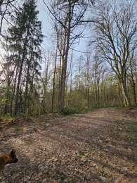 Tocht Stappen Havelange - A la découverte de Ossogne avec Koda 🥾🐕 - Photo