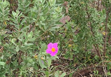 Trail Walking Le Muy - Le rocher de roquebrune  - Photo