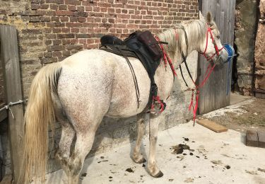 Trail Horseback riding Hamois - Chericoux 12 le - Photo