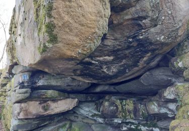 Trail Walking Fontainebleau - Croix de Toulouse  - Photo