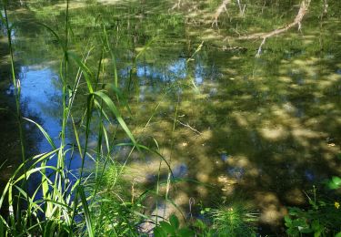 Trail Walking Uccle - Ukkel - Forêt de Soignes - Photo