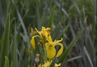 Tocht Stappen Ottignies-Louvain-la-Neuve - Lauzelle - Circuit Natura 2000, des sites qui valent le détour ! - Bw01 - Photo