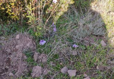 Trail Walking Le Muy - z château du Rouet 19-02-19 - Photo