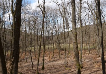 Percorso A piedi Neu-Anspach - Rund um den Langhals - Photo